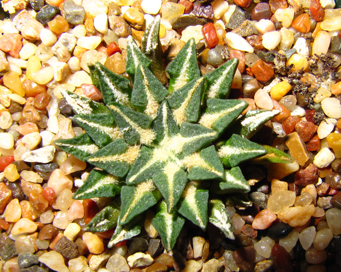 Ariocarpus kotschoubeyanus var. elephantidens